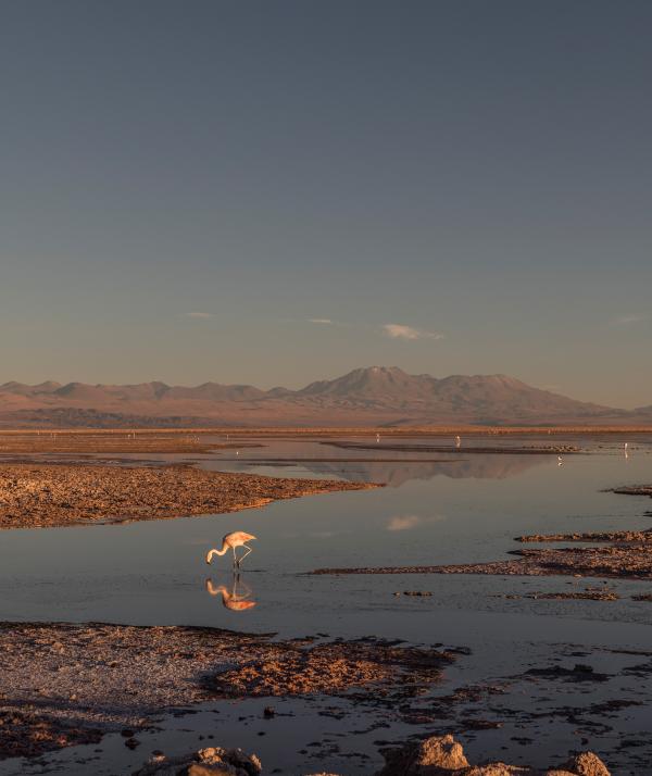 Rhiannon Taylor Gallery